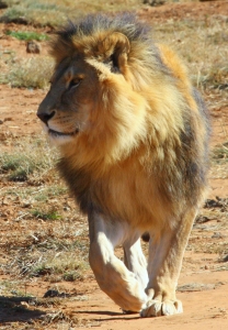 African Lion