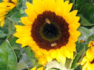 Sunflower with honeybees