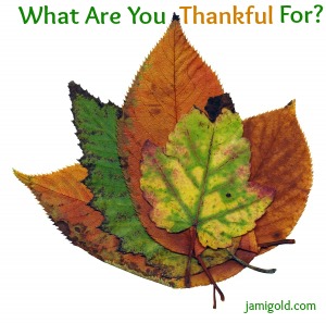 Cluster of fall-colored leaves with text: What Are You Thankful For?