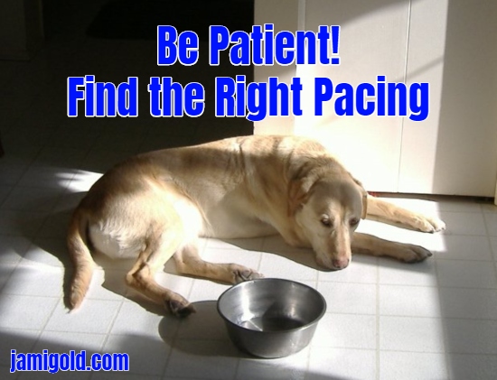Dog in sunbeam with empty food bowl with text: Be Patient! Find the Right Pacing