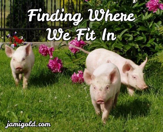One pig trailing after two others with text: Finding Where We Fit In